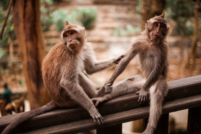 Two young monkeys grooming each other