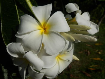 Close-up of frangipani blooming outdoors