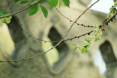 Low angle view of plant