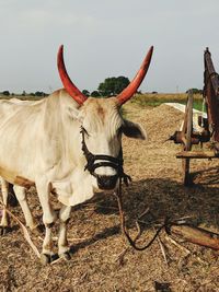 Close-up of bull on field