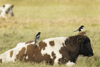 Cow lying in the meadow with birds on her