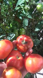 Close-up of cherries on tree