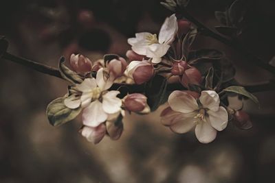 Close-up of flowers on tree