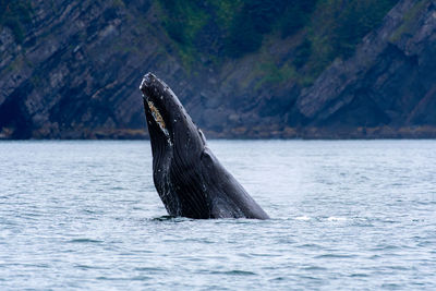 Whale swimming in sea