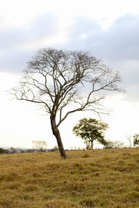 Bare tree on grassy field