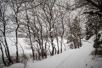 Bare trees on snow covered landscape