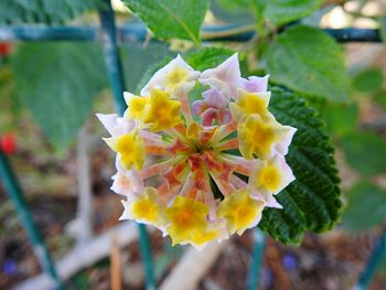 Close-up of yellow flowers blooming outdoors