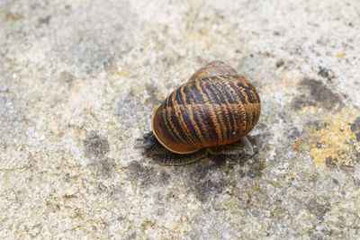 High angle view of shell on rock