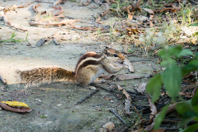 A small striped ground squirrel fat dormouse rodent family, eating nut food in a public park.