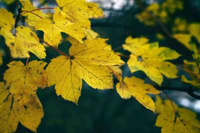 Close-up of yellow maple leaves