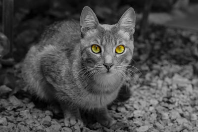 Close-up portrait of tabby cat