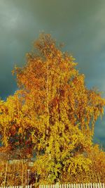 Close-up of orange tree against sky