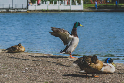 Mallard ducks on a lake