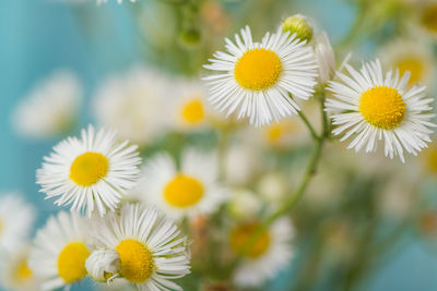 Close-up of white daisy flowers