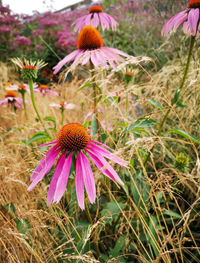 Close-up of purple flower on field