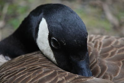 Close-up of duck