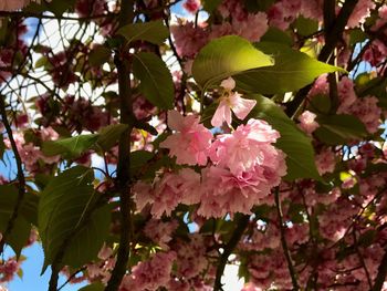 Low angle view of pink flower tree