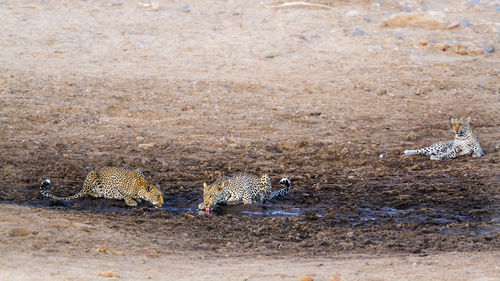 High angle view of leopards on land