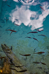 Fish swimming in sea