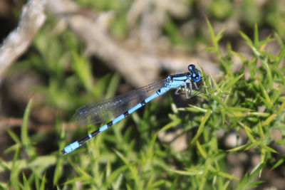 Close-up of grass against blurred background