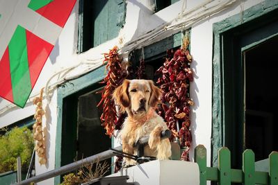 Portrait of a dog