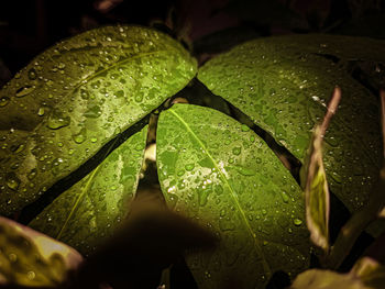 Close-up of wet plant leaves during rainy season