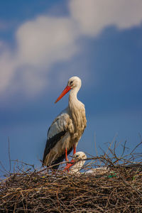 Bird perching on nest against sky