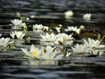 Close-up of water lily in lake