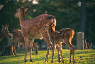 Deer standing on field