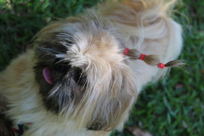 Close-up of dog sticking out tongue on field