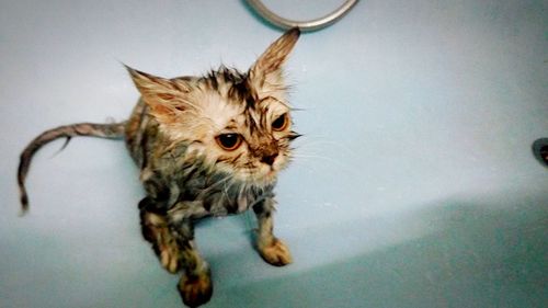 Close-up of wet cat