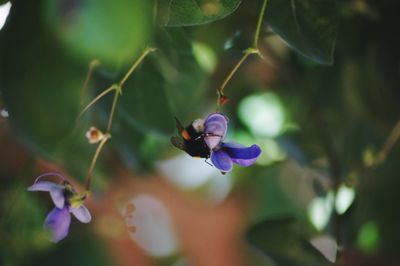 Close-up of bee on purple flower