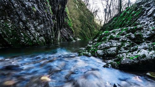 Scenic view of waterfall in forest