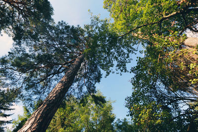 Low angle view of trees against sky