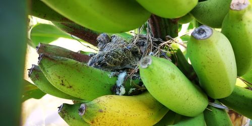 Close-up of caterpillar on fruit