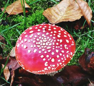 Close-up of mushroom growing on tree trunk