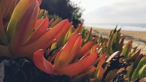 Close-up of red flowering plant in sea
