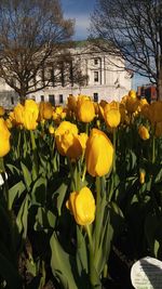 Close-up of yellow tulips