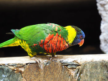 Close-up of parrot perching on tree