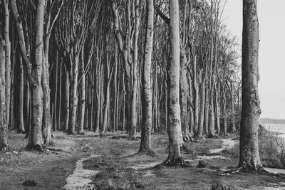 Trees in forest