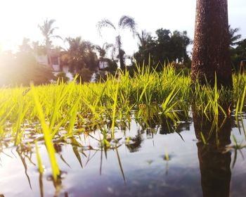 Close-up of plants growing on field by lake against sky