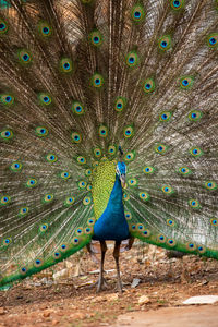 View of peacock