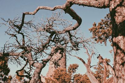 Low angle view of bare tree against clear blue sky