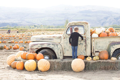 View of pumpkins on field