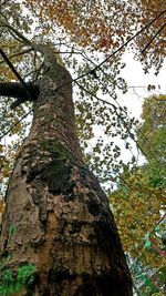 Low angle view of tree against sky