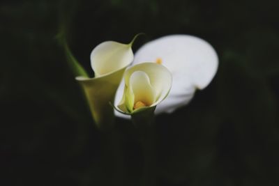 Close-up of white flowers blooming outdoors