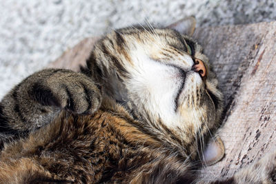 Close-up of cat sleeping