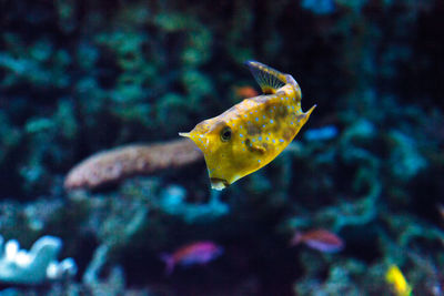 Close-up of fish swimming in sea