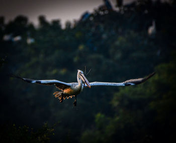 Bird flying over a blurred background