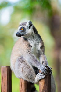 Close-up of lemur sitting on fence